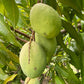 Coconut Cream Mango Fruit Plant