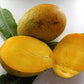 Himam Pasanth Mango Fruit Plant