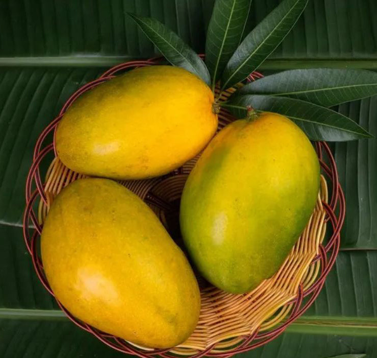 Himam Pasanth Mango Fruit Plant