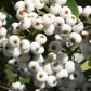 Cat Eye Fruit Plants (Syzygium Zeylanicum)
