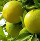 Indian Mosambi Fruit Plant (citrus sp)