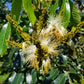 Ice Cream Bean Live Plant (Inga vera)
