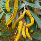 Ice Cream Bean Live Plant (Inga vera)