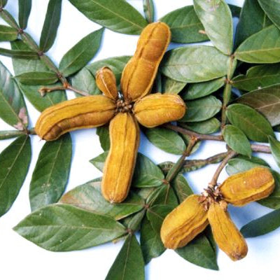 Ice Cream Bean Live Plant (Inga vera)