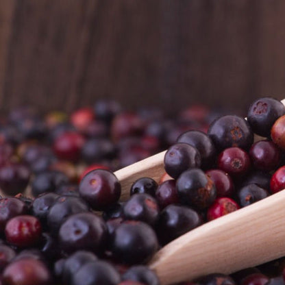 Tropical Blue Berry Live Plant (Vaccinium meridionale)
