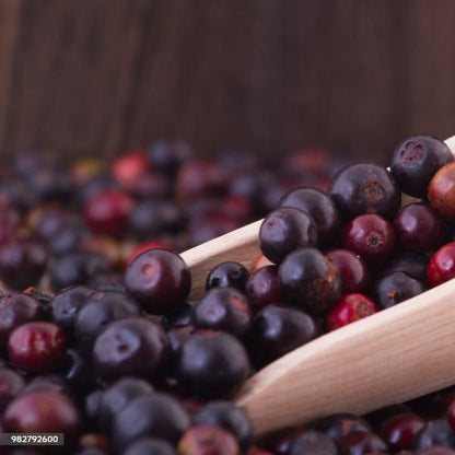 Tropical Blue Berry Live Plant (Vaccinium meridionale)