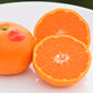 Japanese Sweet Orange Fruit Plant (Citrus sinensis)