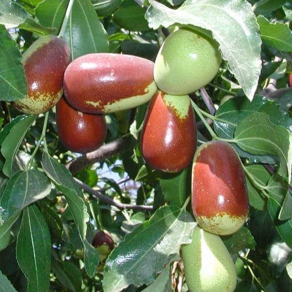 Lang Jujube Live Plant Ziziphus Jujuba lang Veliyathgardens lang-jujube-live-plant-ziziphus-jujuba-lang-veliyathgardens