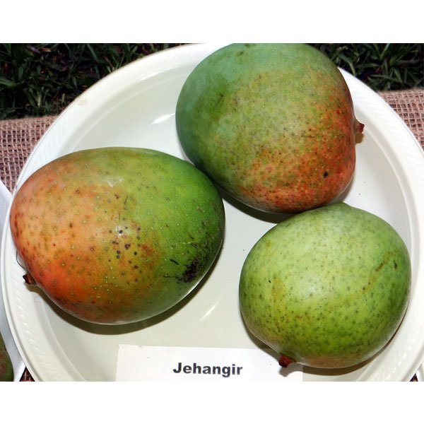 Jahangir Mango Live Plant ( Mangifera indica)