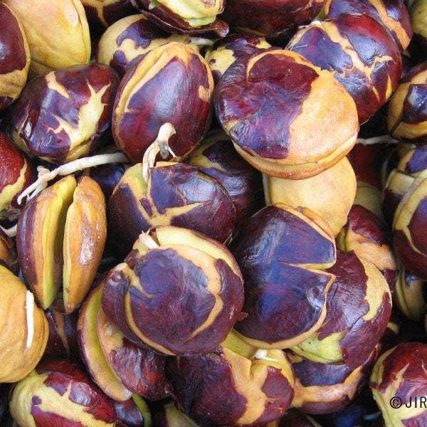 Jering Nut LIve Plant (Archidendron pauciflorum)