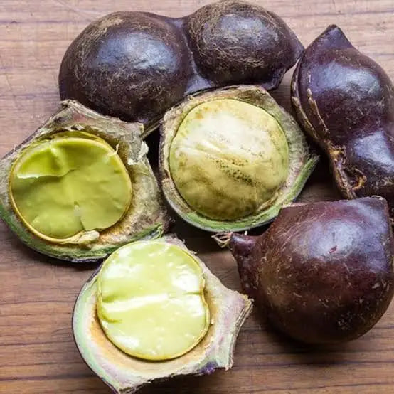 Jering Nut LIve Plant (Archidendron pauciflorum)
