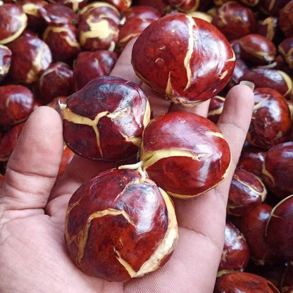 Jering Nut LIve Plant (Archidendron pauciflorum)