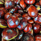 Jering Nut LIve Plant (Archidendron pauciflorum)