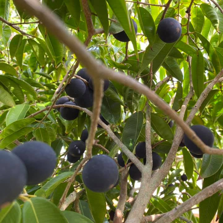Blue Jaboticaba: A Rare Exotic Fruit Plant for Your Garden