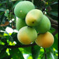 Kuttiattoor Mango Live Plant