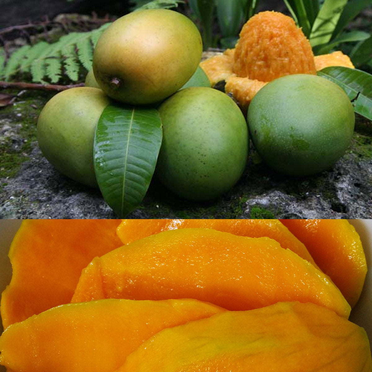mangifera altissima Kuwini Mango Fruit Plant (Mangifera odorata) – veliyathgardens