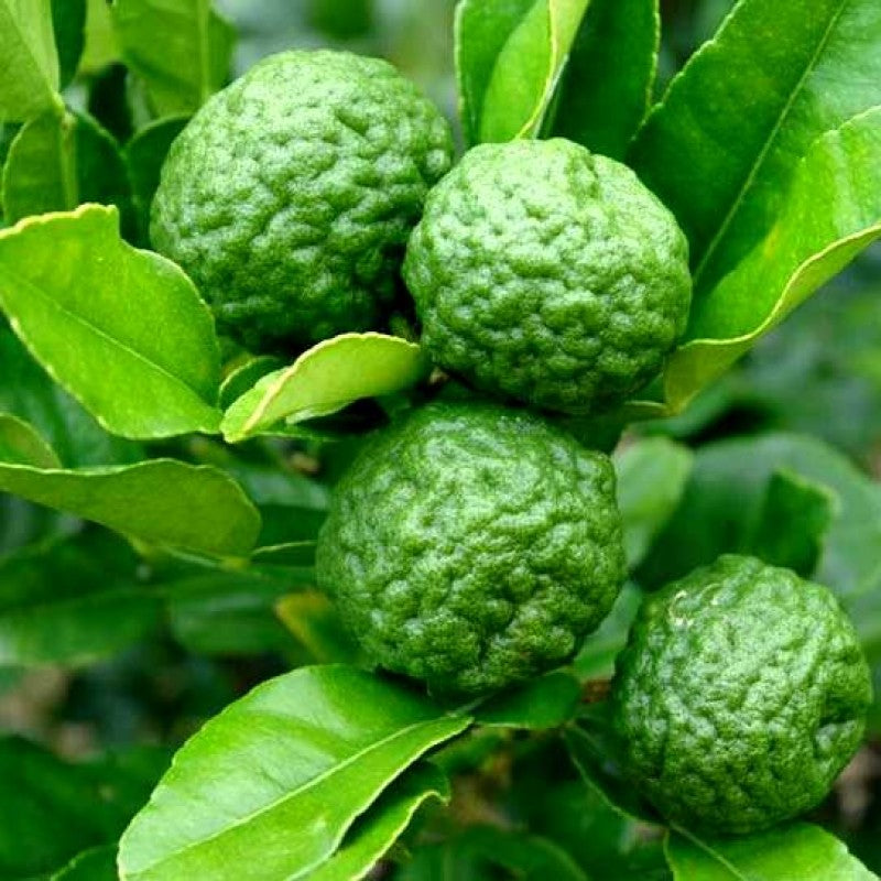Kaffir Lime Live Plant (Citrus hystrix)