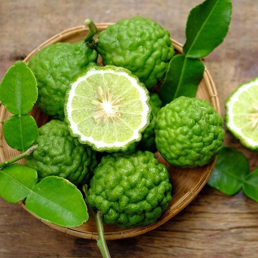 Combava / Lime Kaffir citrus Hystrix Tailles:pot Rond De 5 Litres Hauteur 60 80 Cm Combava / Lime Kaffir citrus Hystrix Tailles:pot Rond De 5 Litres Hauteur 60 80 Cm
