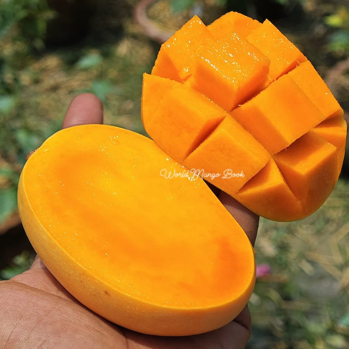 Kesar Mango Ras Kesar Mango Live Plant – veliyathgardens