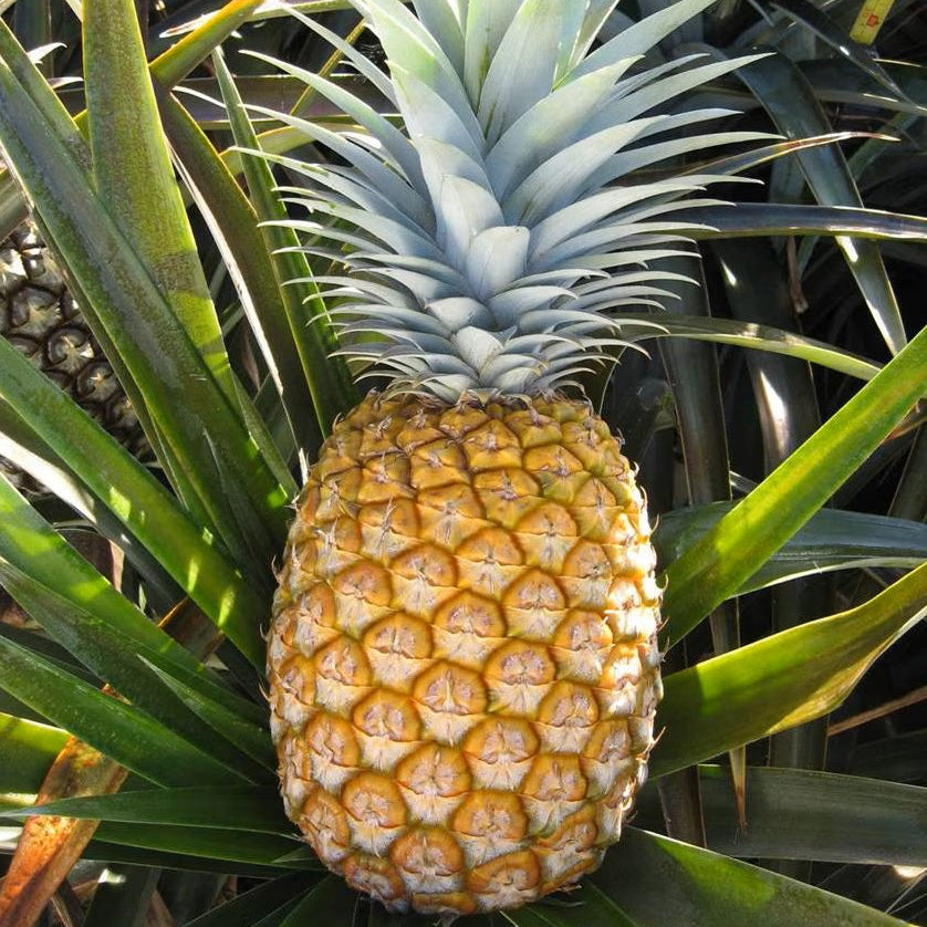 pineapple plant sucker Kew Pineapple Sucker (Ananas comosus) – veliyathgardens