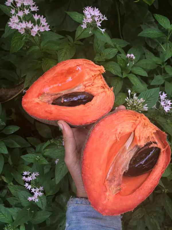 Mamey Sapote Pantine Plants  ( Pouteria Sapota)