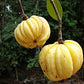 Malabar Tamarind Fruit Plants (Garcinia Gummi Gutta)