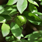 Dwarf Mexican Cherimoya Live plant  (Annona globiflora)