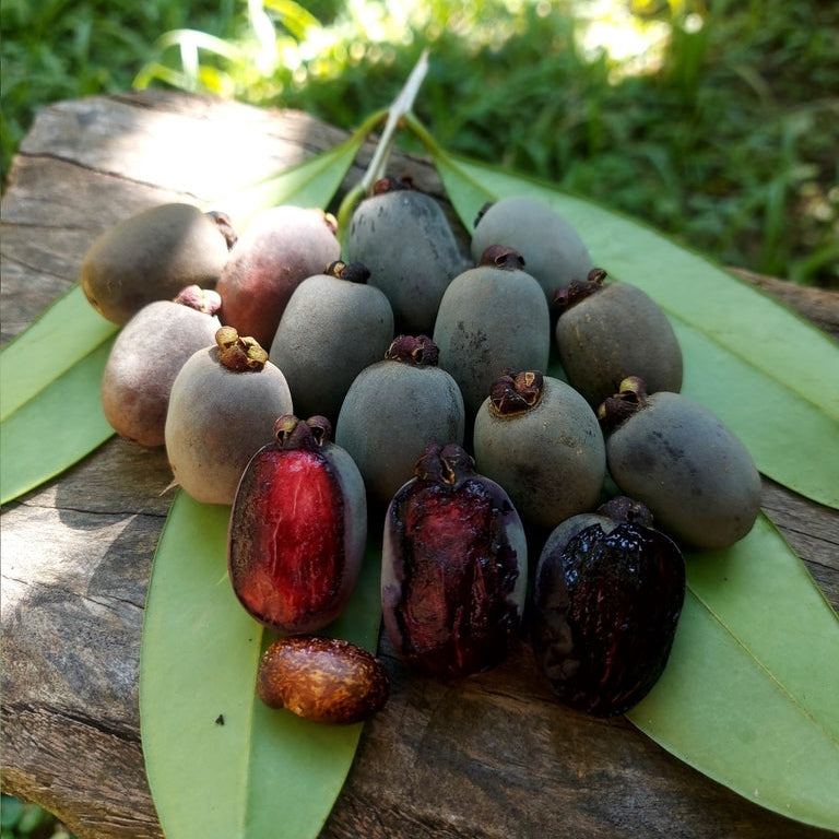 Cuxita Cherry Live Plant (Eugenia mosenii)