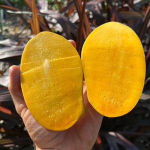Lemon Zest Mango Live Plant (Mangifera indica 'Lemon Zest')