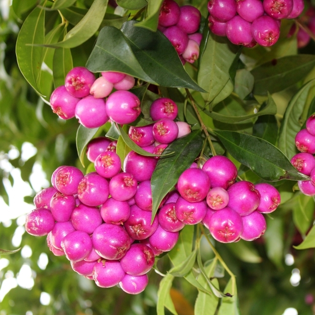 Lilly Pilly Fruit Plant (Syzygium Luehmannii)