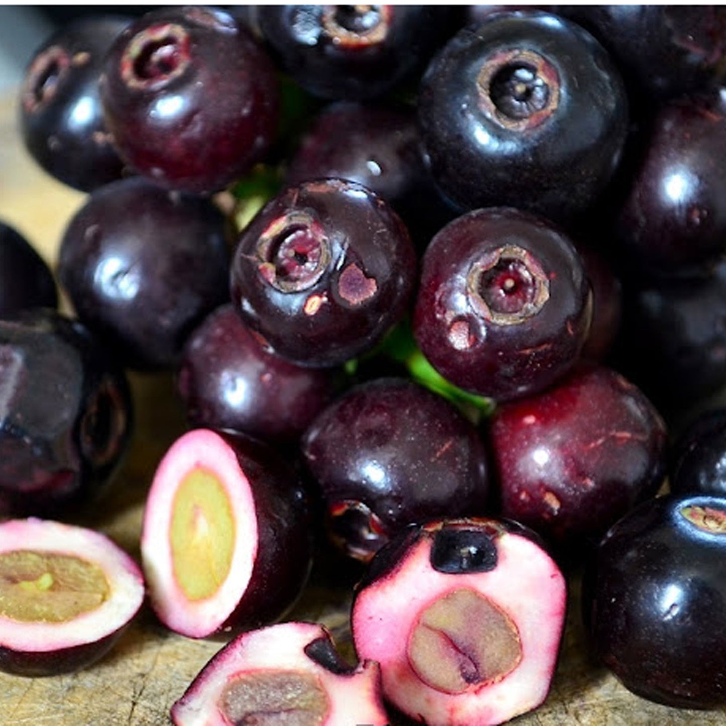 Lipote Fruit Plants (Syzygium Curranii)