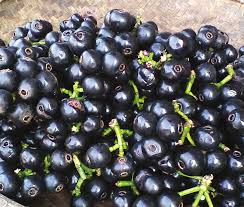 Lipote Fruit Plants (Syzygium Curranii)