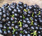 Lipote Fruit Plants (Syzygium Curranii)
