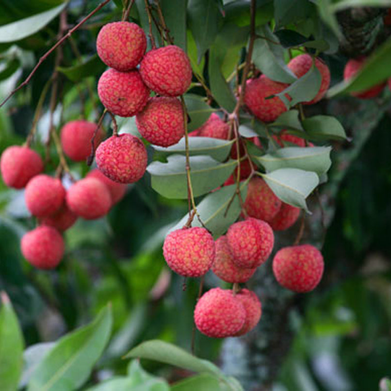 Litchee Fruit Plants (Litchi Chinensis)