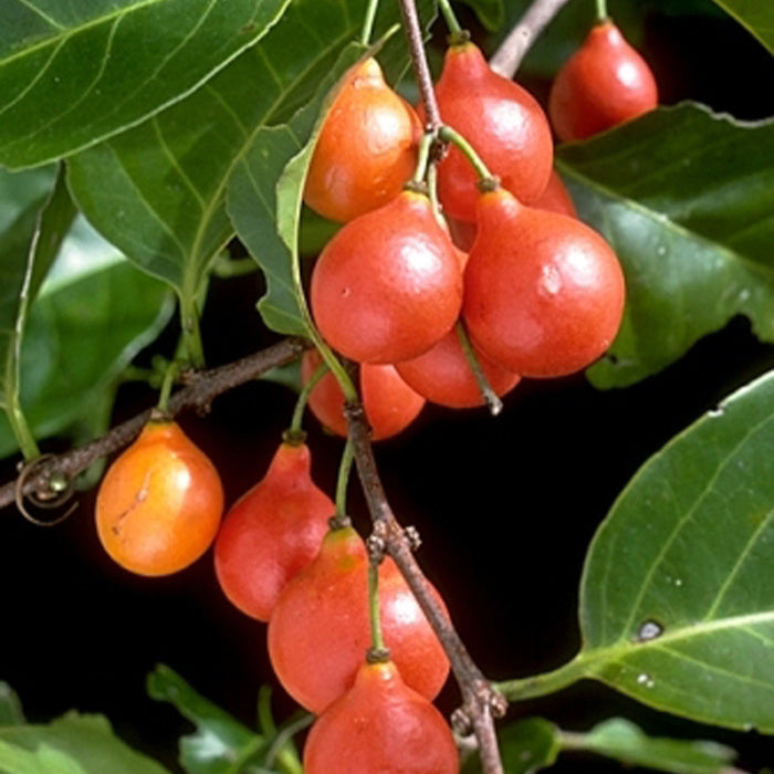 Lolly Berry Fruit Plants (Salacia Chinensis )