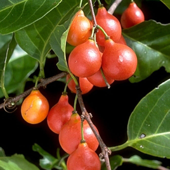 Lolly Berry Fruit Plants (Salacia Chinensis )
