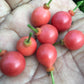 Lolly Berry Fruit Plants (Salacia Chinensis )