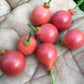 Lolly Berry Fruit Plants (Salacia Chinensis )