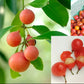 Lolly Berry Fruit Plants (Salacia Chinensis )