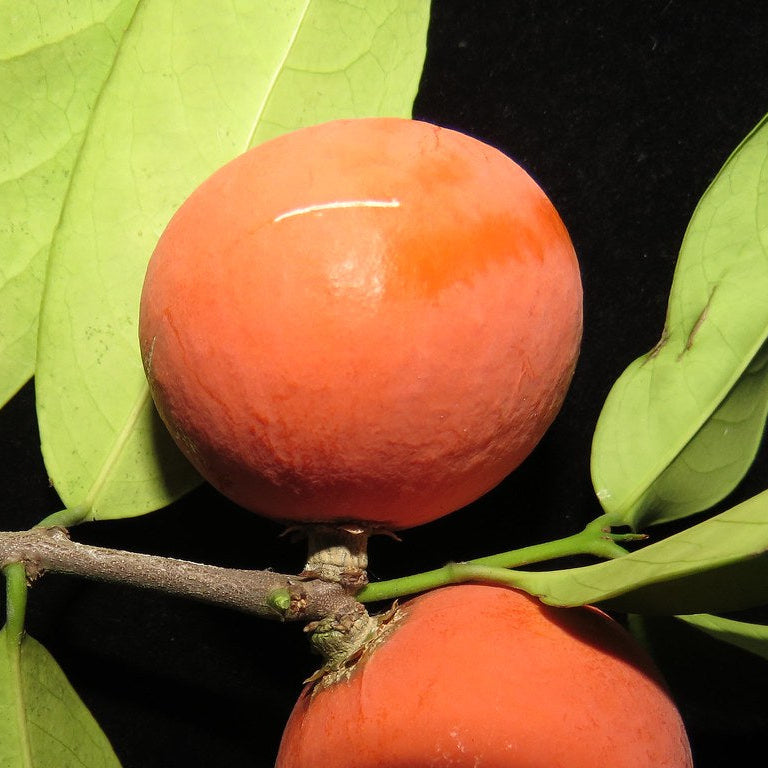 Lolly Berry Fruit Plants (Salacia Chinensis )