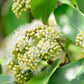 Lolly Berry Fruit Plants (Salacia Chinensis )