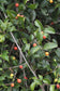 Lolly Berry Fruit Plants (Salacia Chinensis )