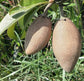 Banana Sapote Live Plant