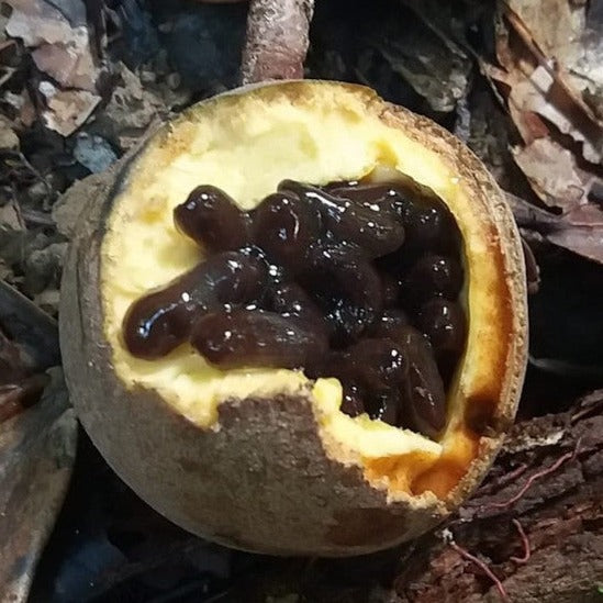 Macoubea guianensis Live Pant (Macoubea guianensis)