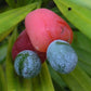 Yew Plum Pine Live Plant (Podocarpus macrophyllus)