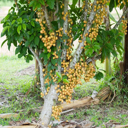 Burmese Grape Fruit Plants (Baccaurea ramiflora)