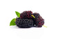 Mulberry (Morus spp)