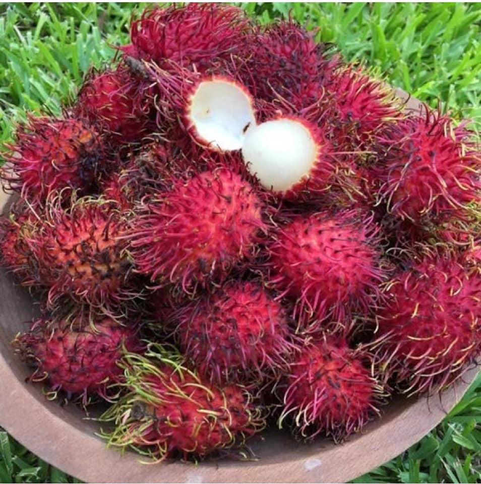 Malwana Rambutan Live Plants (Red)