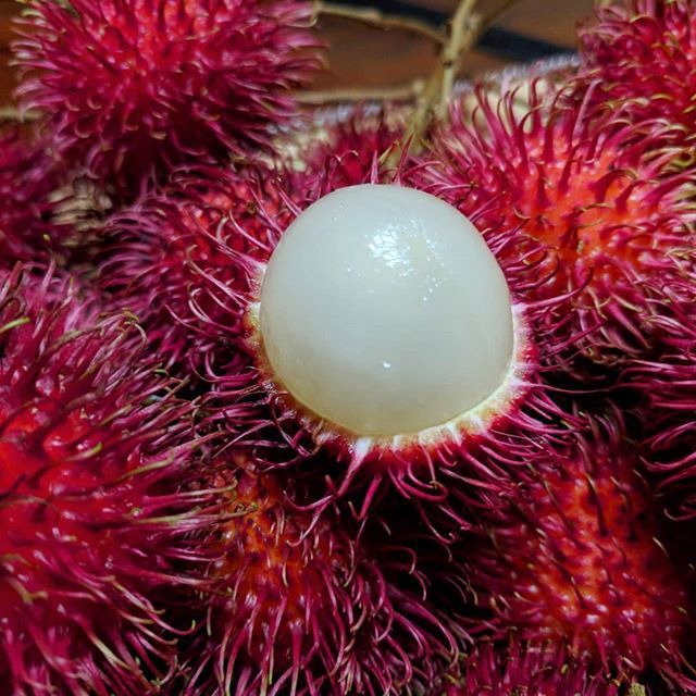 Malwana Rambutan Live Plants (Red)