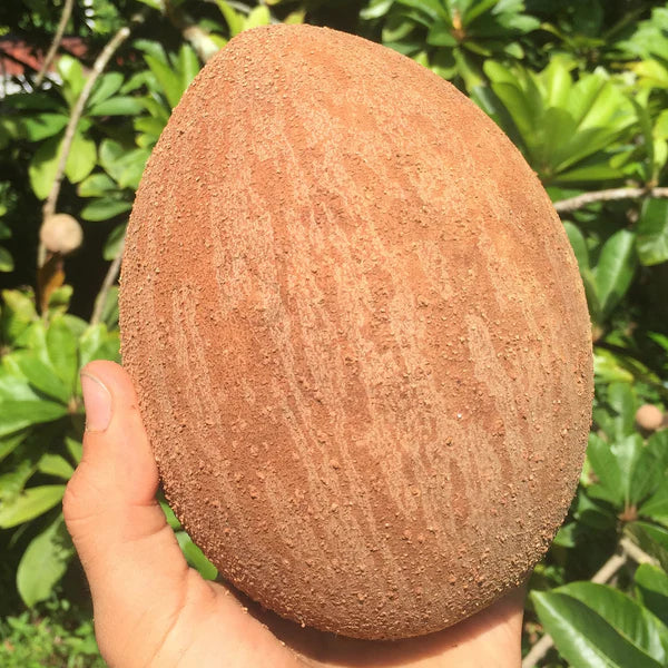 Mamey Sapote Pantine Plants  ( Pouteria Sapota)